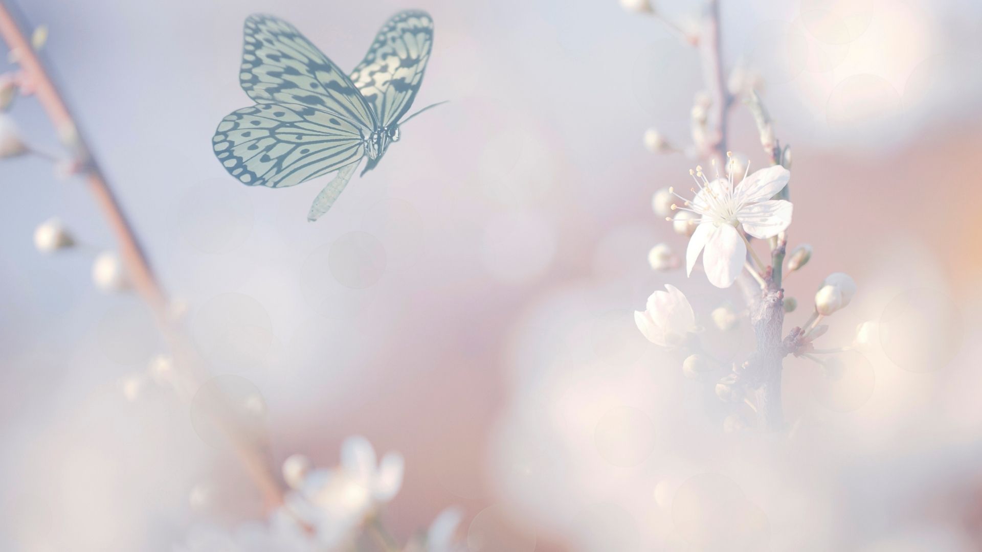 Types of Butterflies