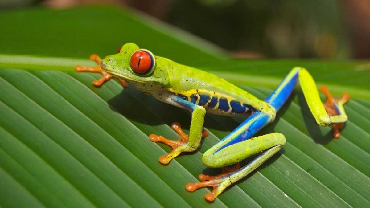 Glass Frogs - NWF