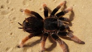 different types of tarantulas