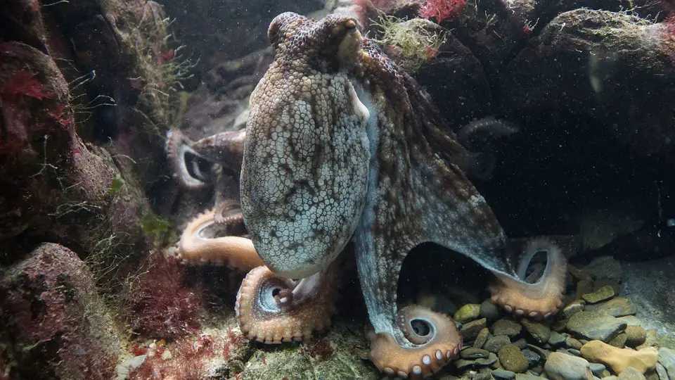 Different types of octopus