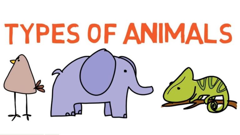 6 Main Types of Animals - Learn More Interesting Facts