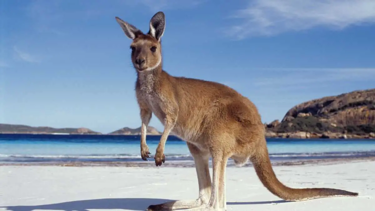types of kangaroos