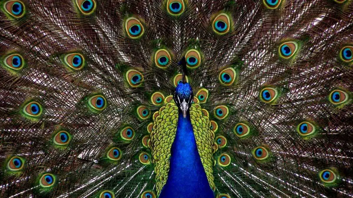 types of peacocks