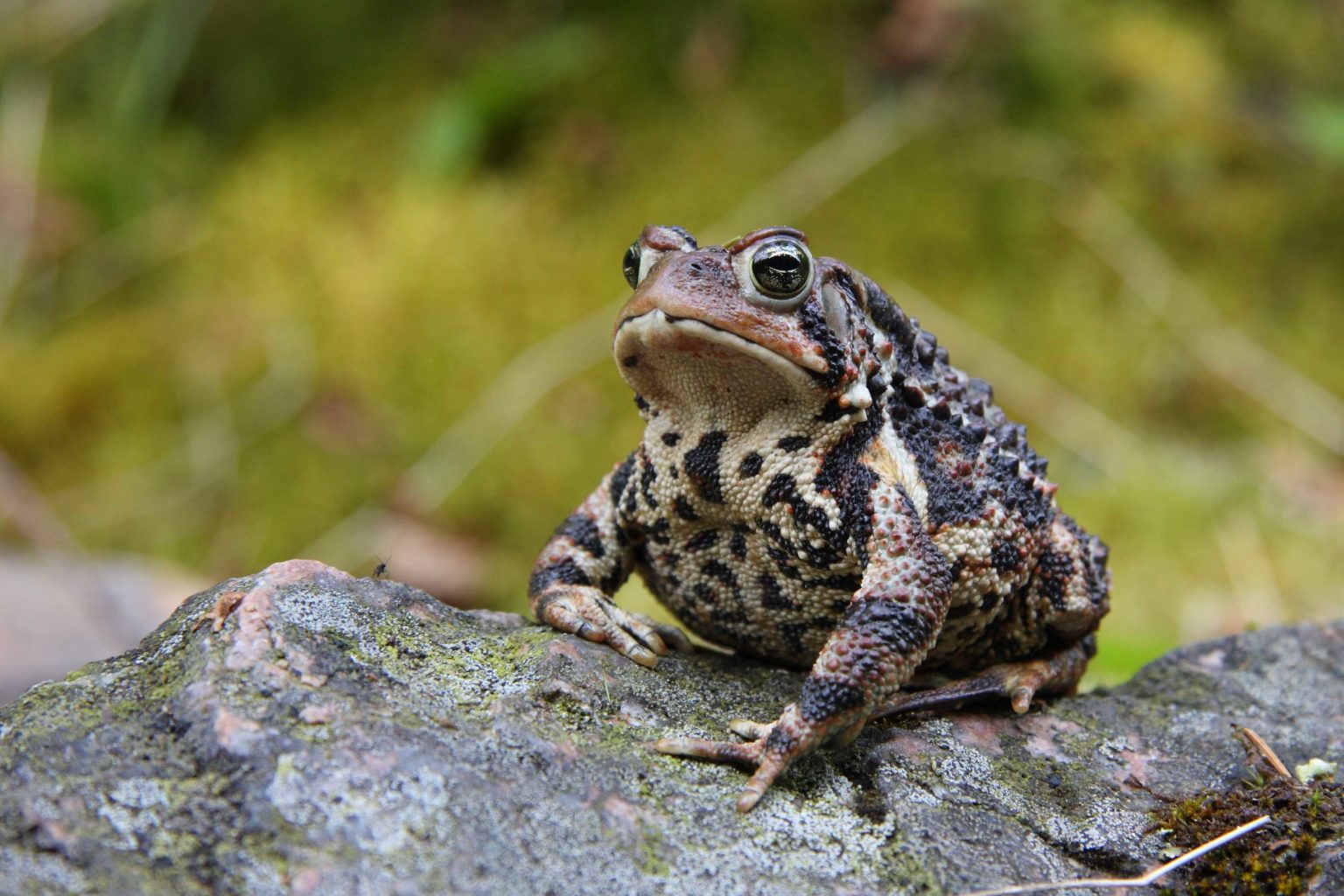 11 Types Of Toads 4 Is Surprisingly Beautiful 11 Types Of Toads 4 Is Surprisingly Beautiful