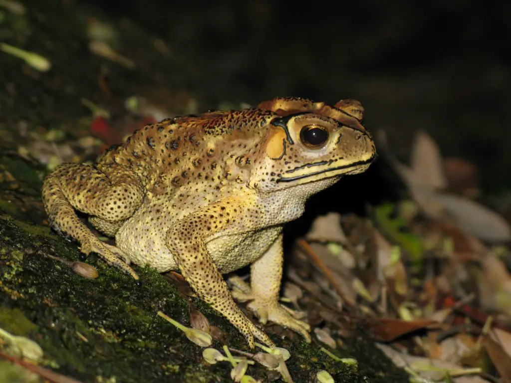 Asian common toad (Duttaphrynus melanostictus) 