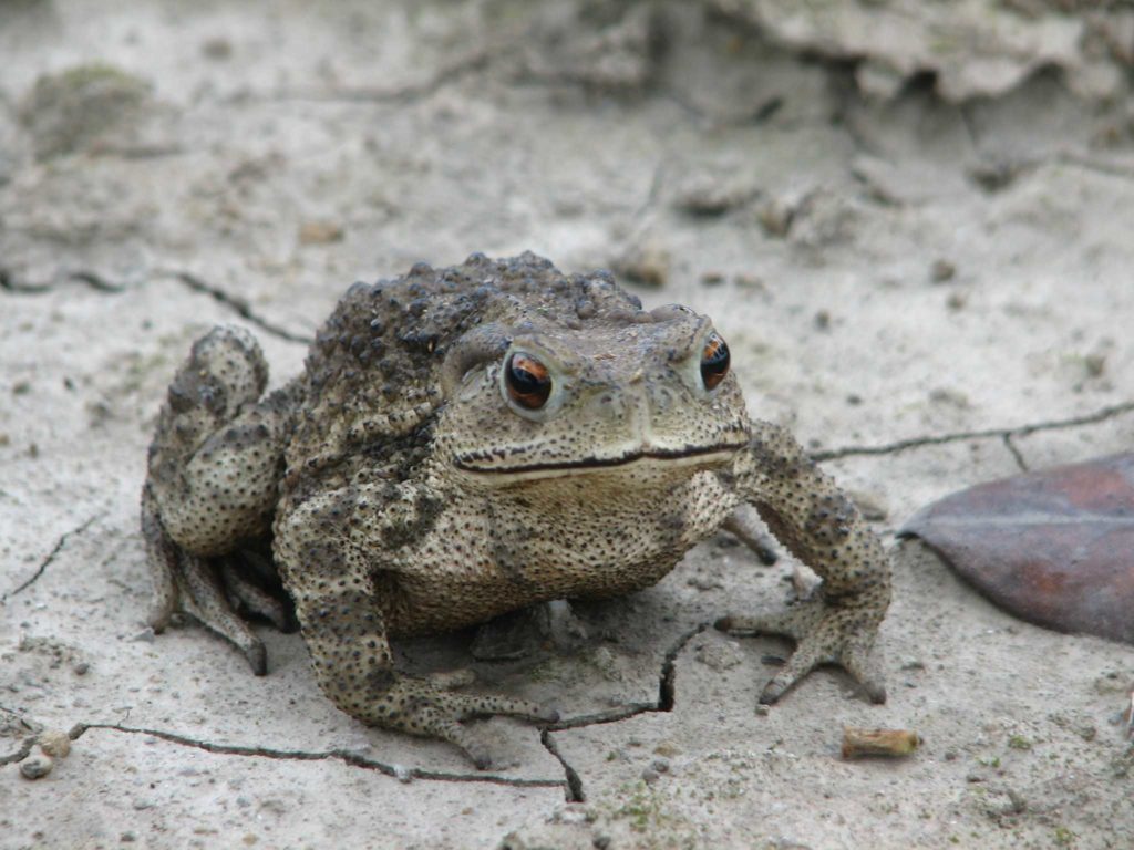 Asiatic toad (Bufo gargarizans)