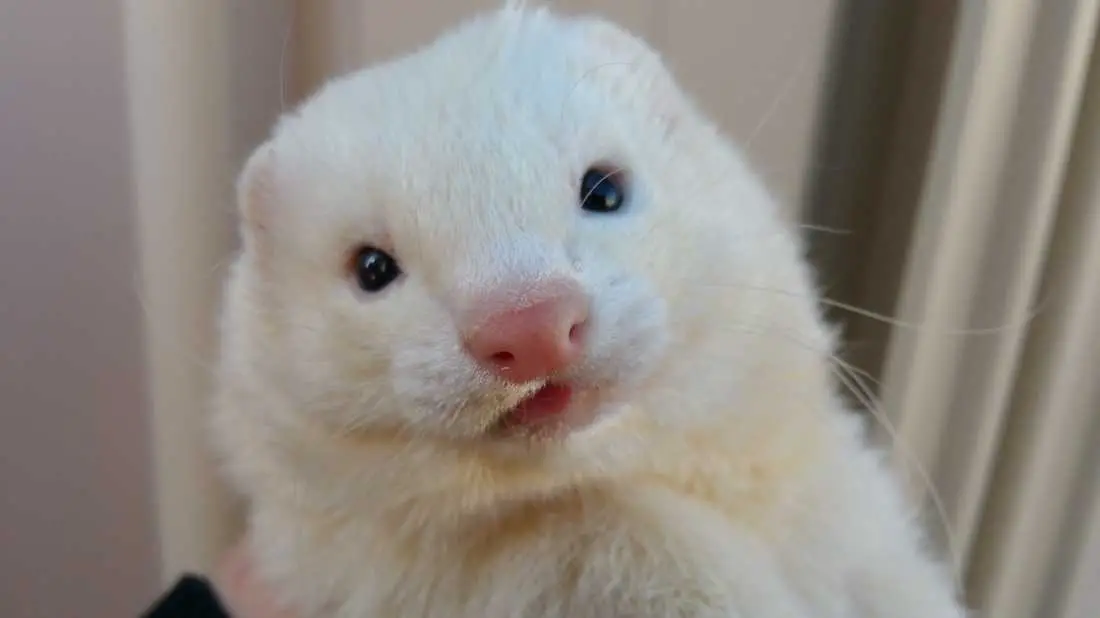 11 Types Of Ferrets Nature Tingz