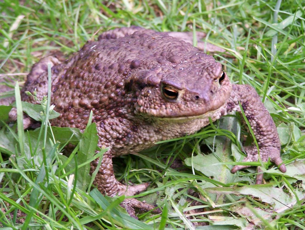 Bufo bufo, Common Toad, European Toad.