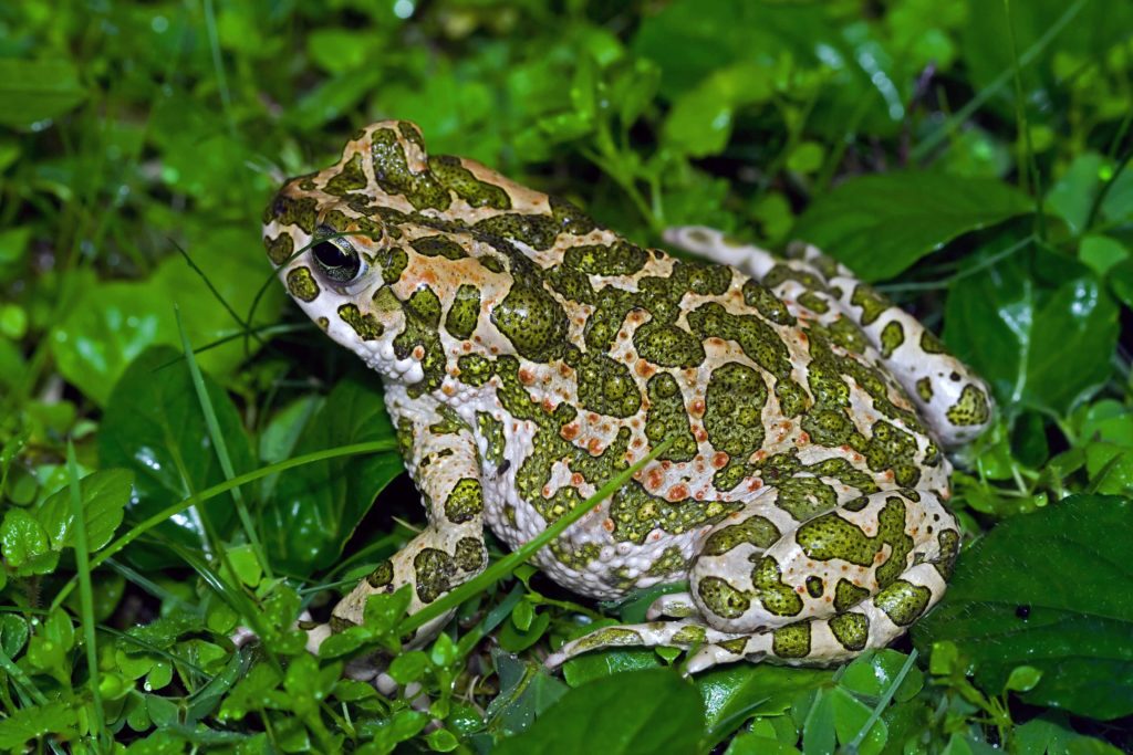 European green toad (Bufo viridis)