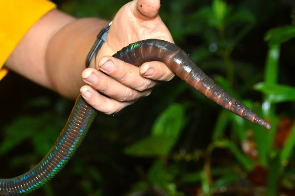 How To Earthworms Move