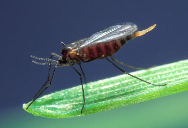 9 types of gnats you should know arrest a pest