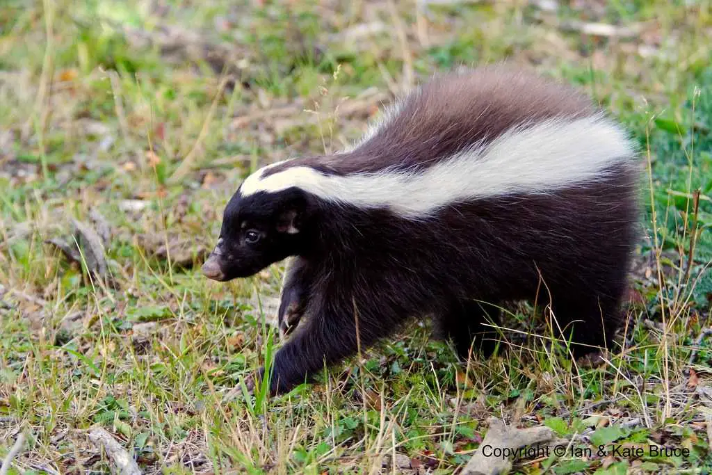 15 Types Of Skunks