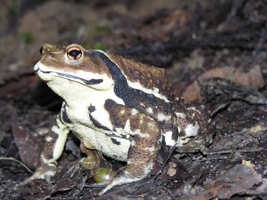 11 Types Of Toads (#4 Is Surprisingly Beautiful)