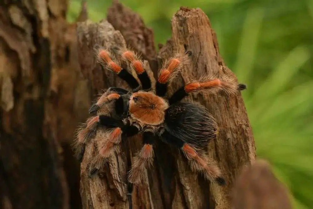Mexican Redleg Tarantulas (Brachypelma emilia)