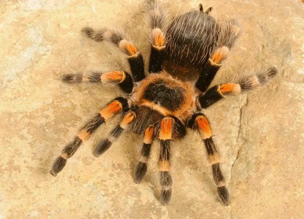 Best Types of Tarantulas For Pets (11 Danger)