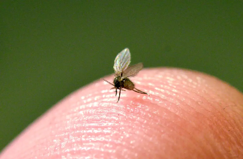 9 Types Of Gnats