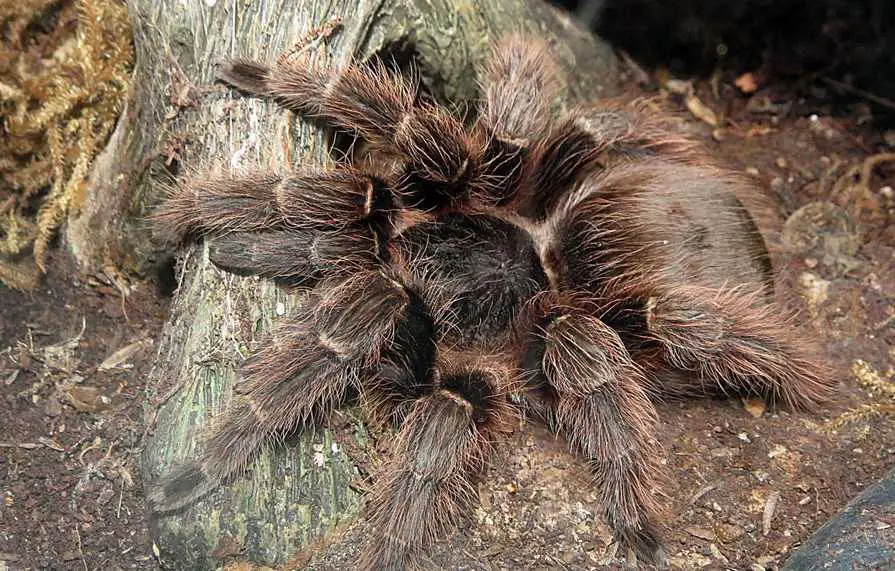 pink zebra beauty tarantula