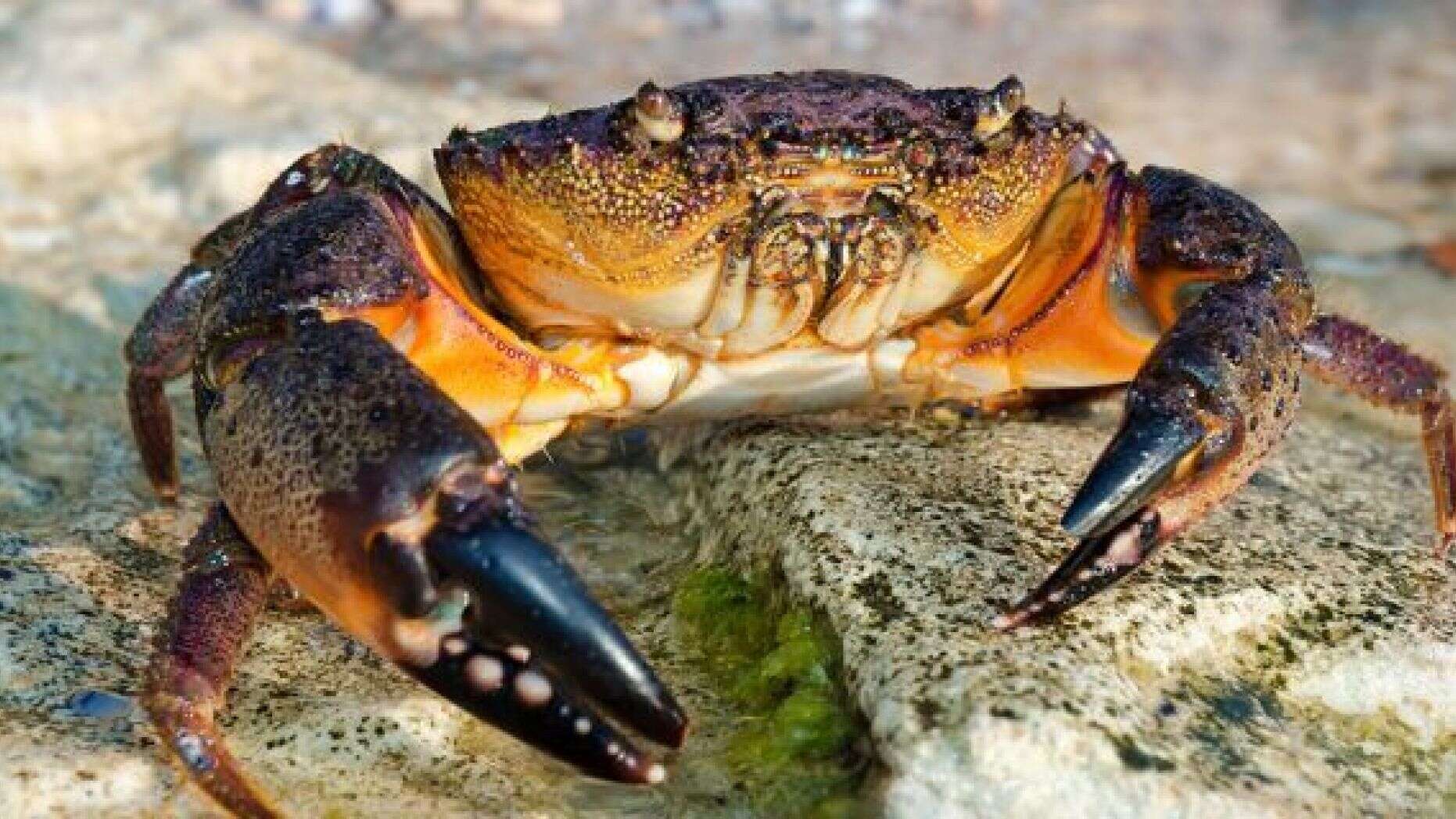 how long can a crab live