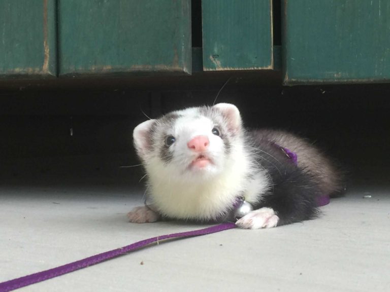 Types Of Ferrets (10 Is Absolutely