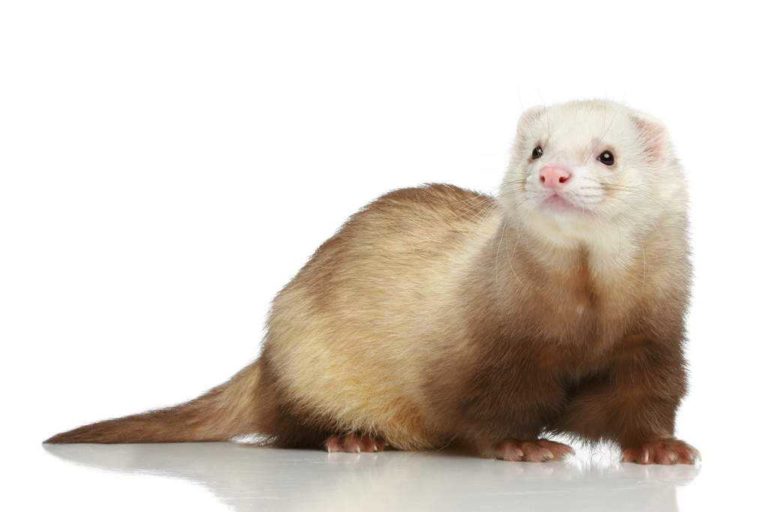 Types Of Ferrets (10 Is Absolutely