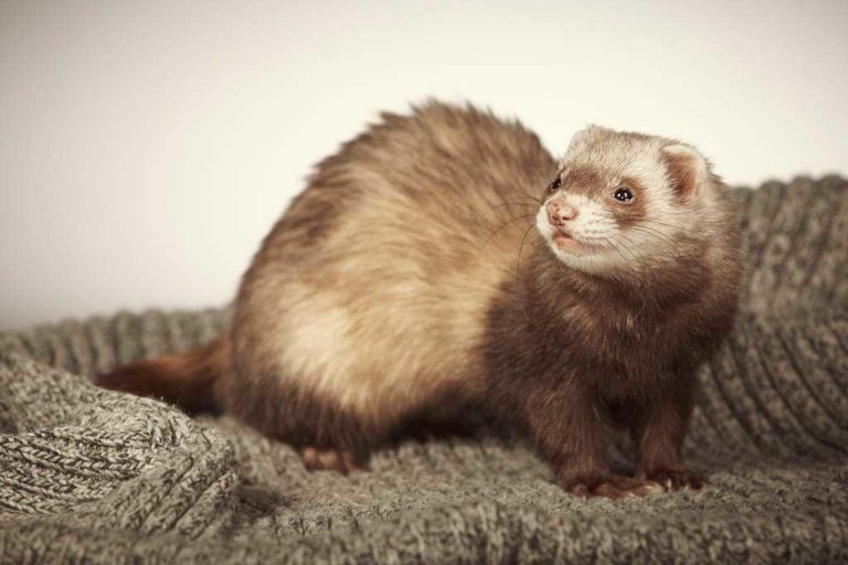 Types Of Ferrets (#10 Is Absolutely Gorgeous)
