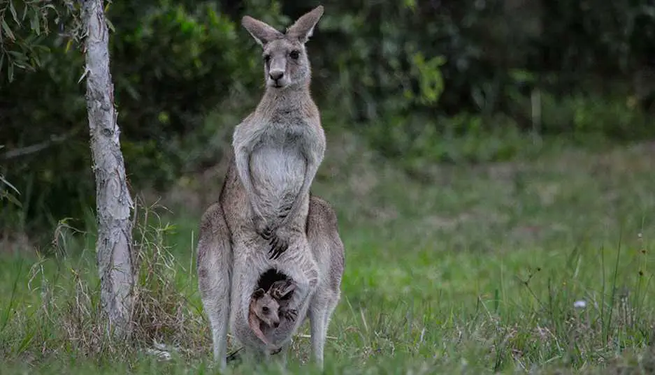 Внутри сумки у кенгуру
