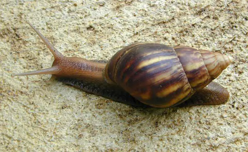 Different types of snails