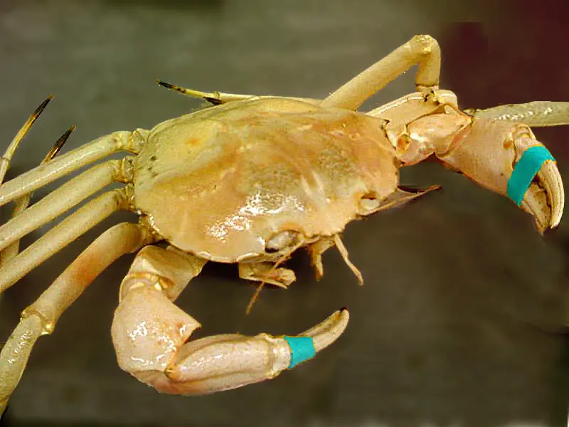 Golden Crab betsul