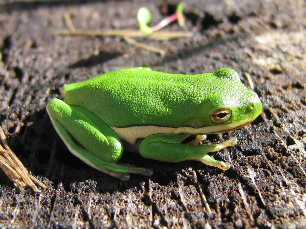Holarctic Tree Frogs