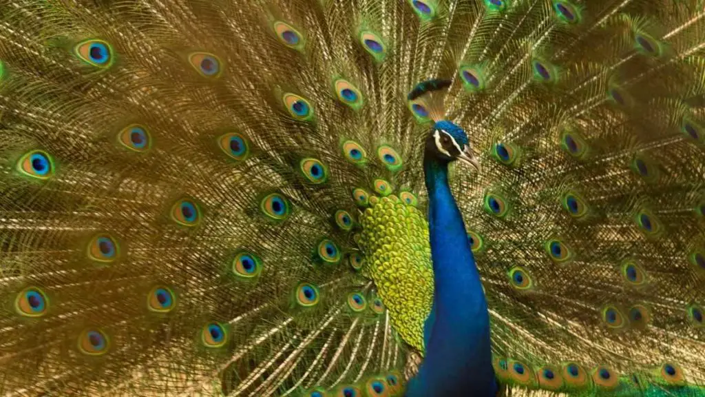 3 Main Types of Peacocks - Stunning Images & Video » Learn More