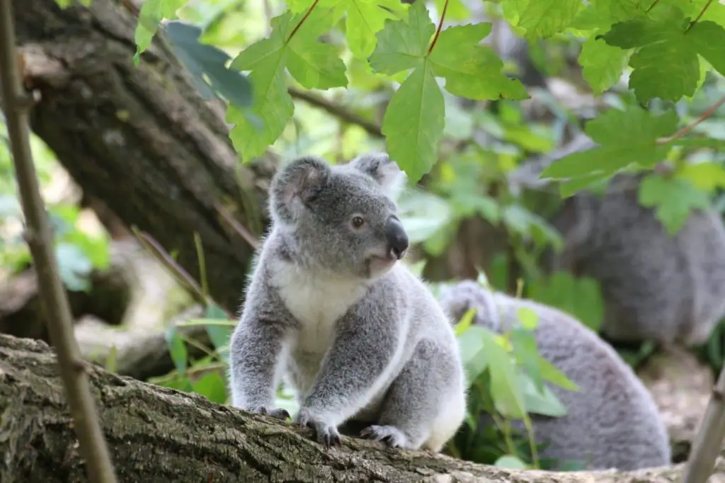 The 3 Main Types of Mammals » Learn More Interesting Facts