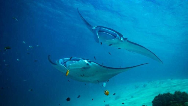 11 Main Types Of Stingrays - Explanation + Visual Guide