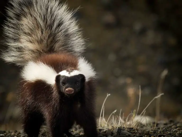 15 Types Of Skunks