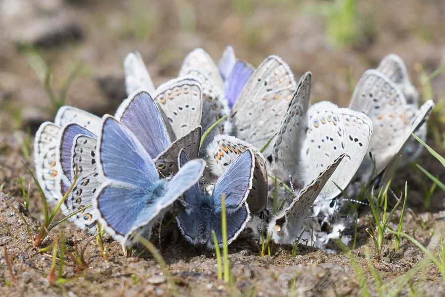 Nothern Blue Butterflies (Plebejus idas)