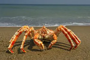 types of king crabs