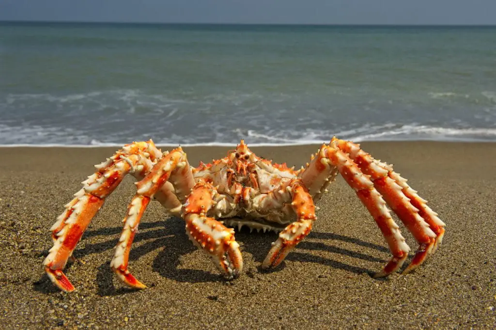 types of king crabs