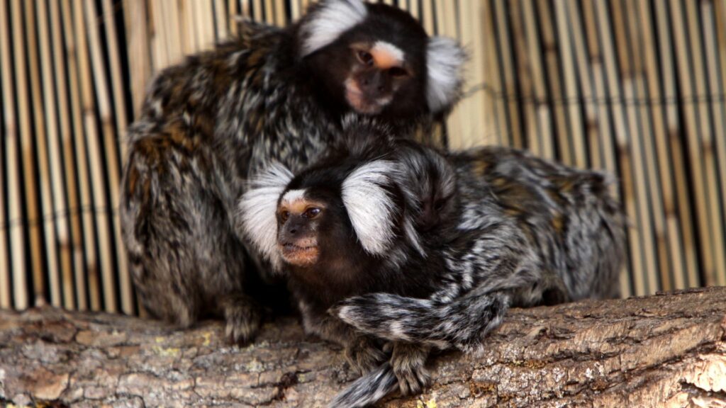 Common marmoset monkey