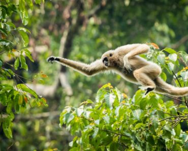 15 Different Types Of Monkeys Around The World 15 Different Types Of Monkeys Around The World