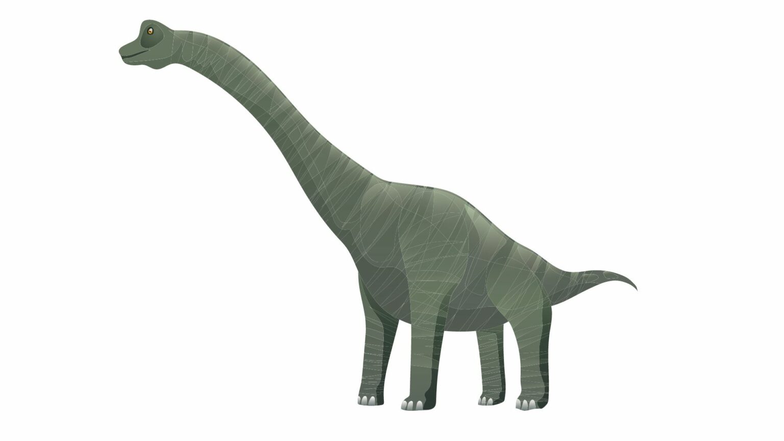 types of brontosaurus