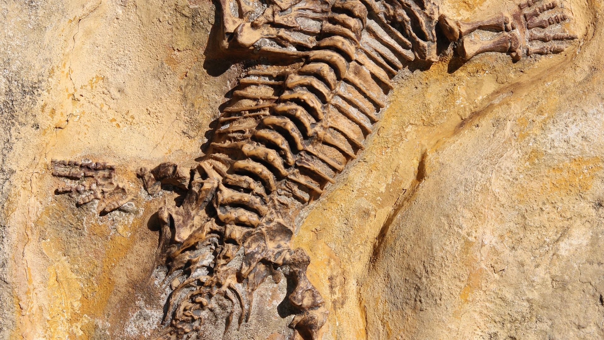 4 Main Types Of Fossils