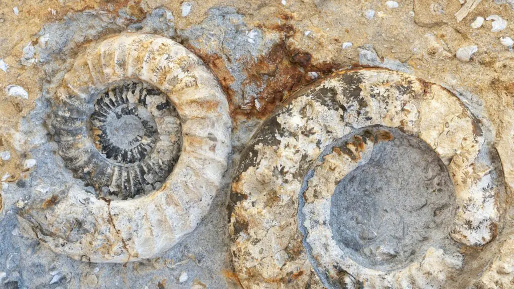 Mold Fossil
