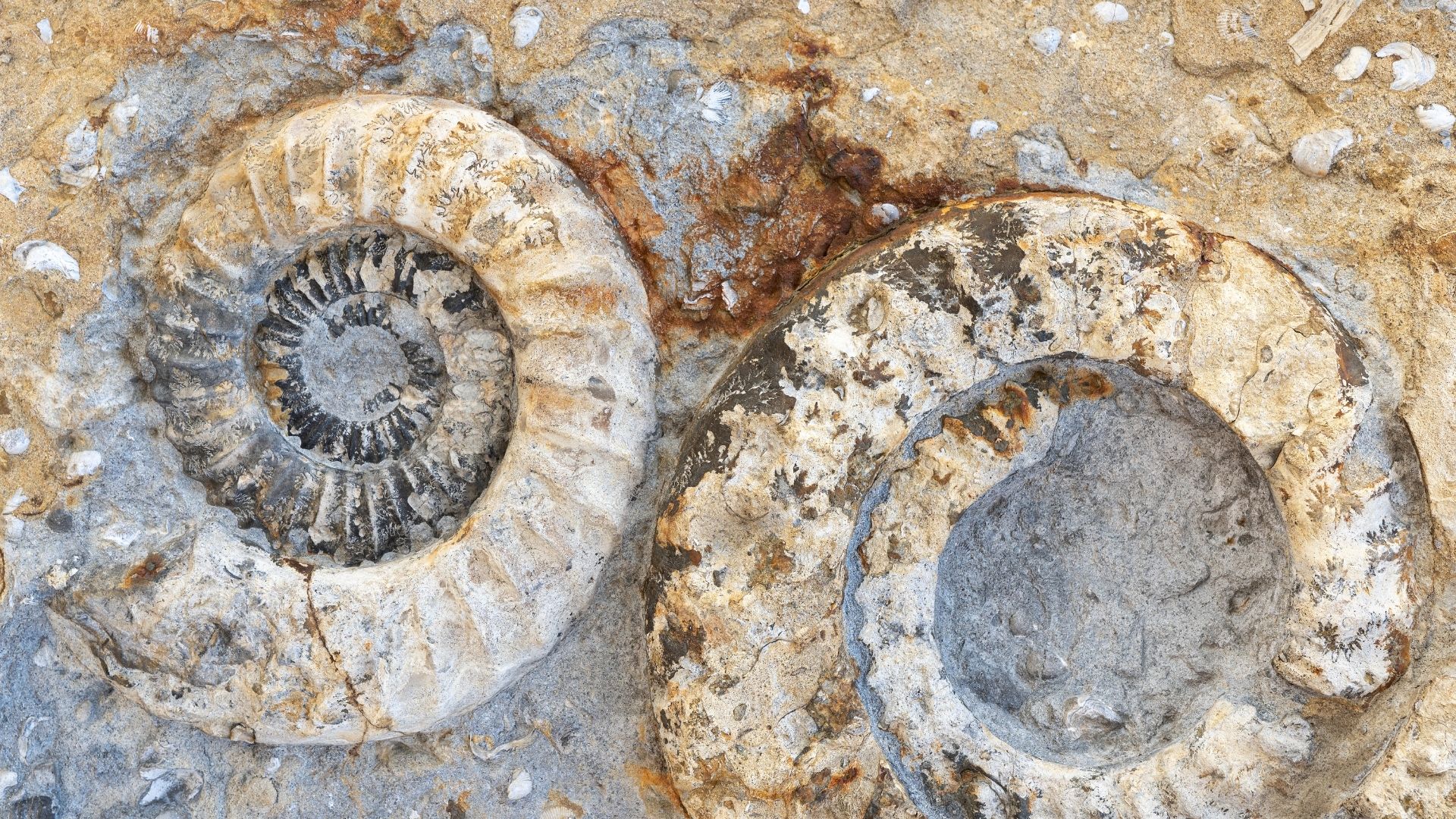 4 Main Types of Fossils