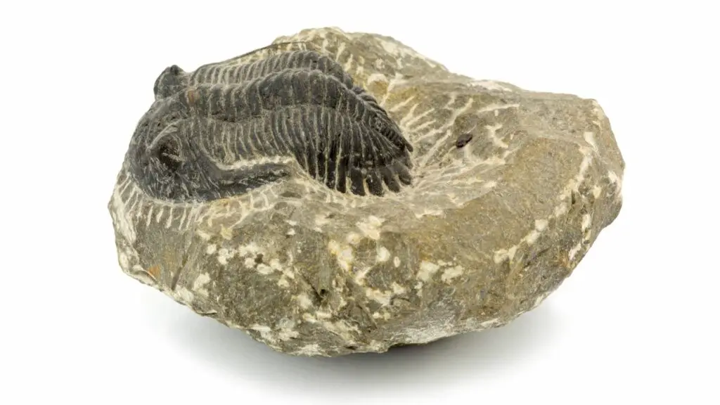 True Form Fossil