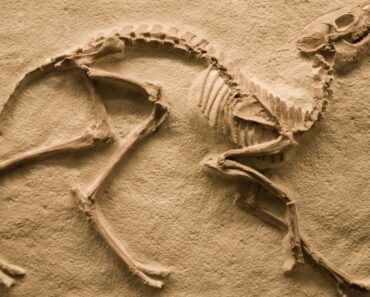4 Main Types of Fossils 4 Main Types of Fossils