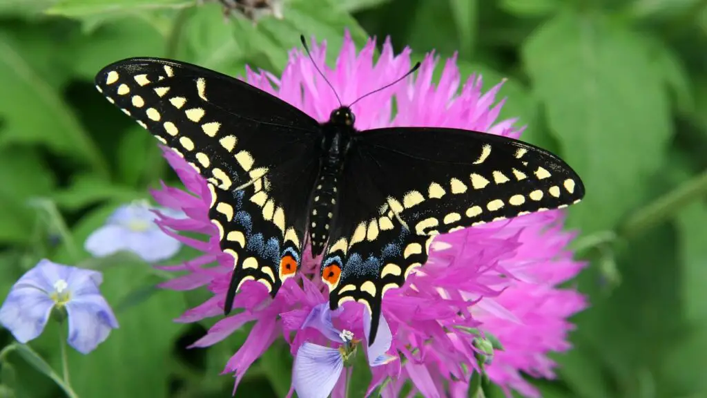 Black Swallowtail (Papilio polyxenes)