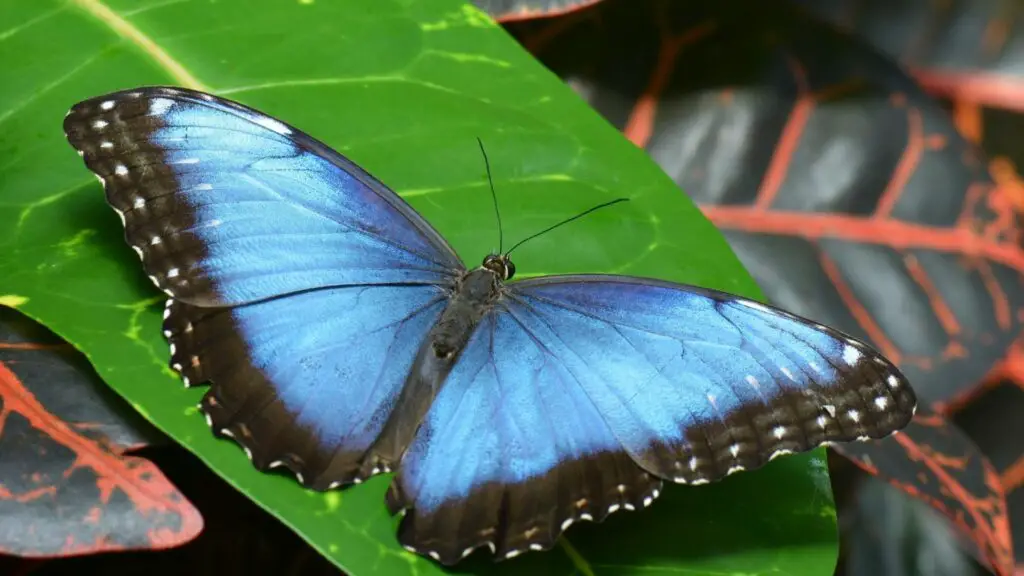 Blue Morpho Butterfly