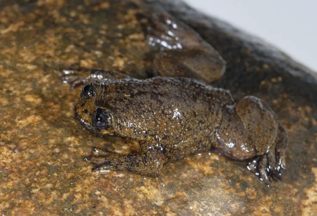 Bornean Flat-Headed Frog