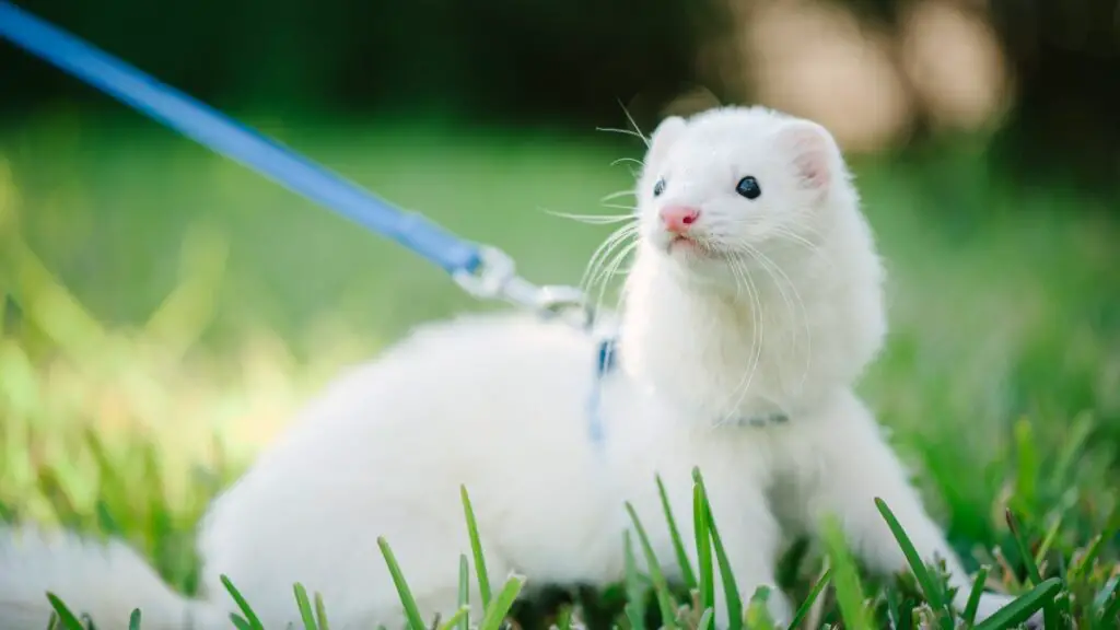 white ferret soft toy