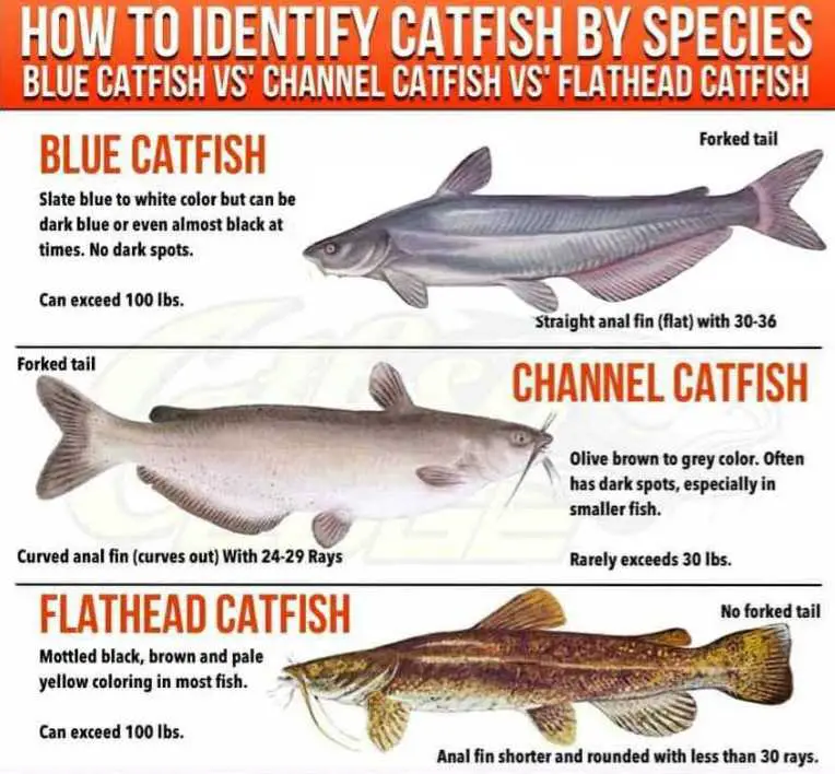Catfish identification chart.