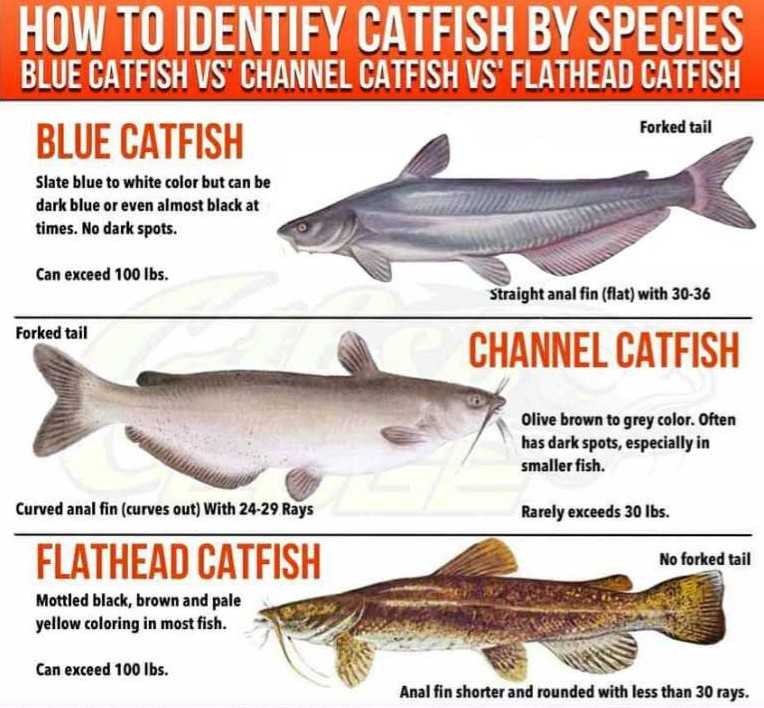 Types Of Catfish 11 Is Actually Super Cute